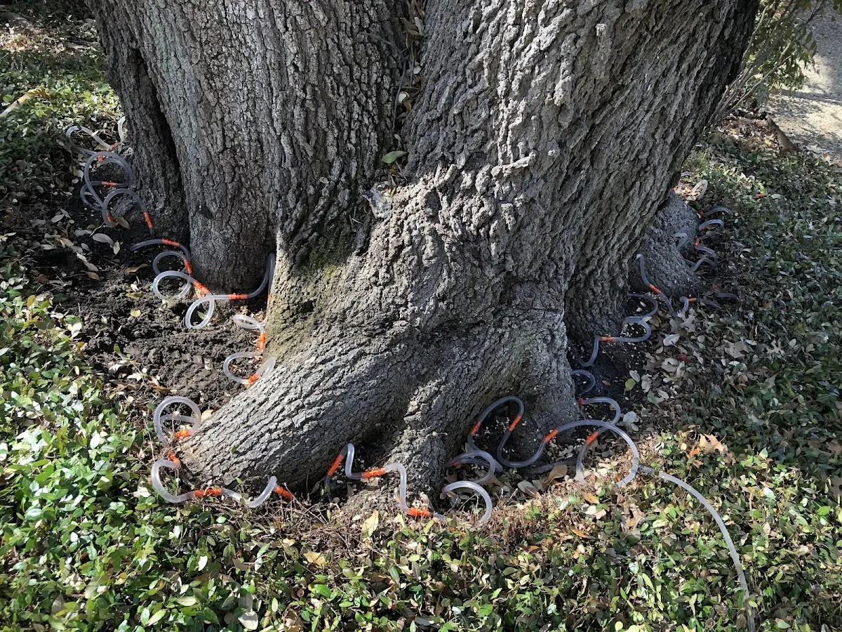 Detailed Tree Cabling and Bracing job site in Boxholm