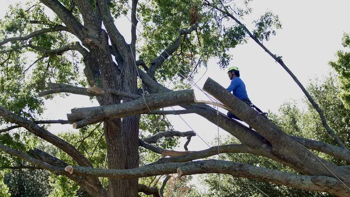 Professional Crown Thinning performed by certified arborists in Boxholm