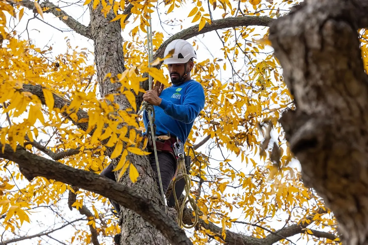 Skilled Storm Damage Cleanup crew working in Boxholm