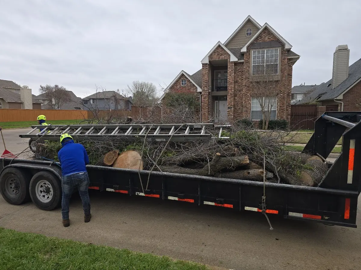 Expert Tree Pest Control with proper safety equipment in Boxholm